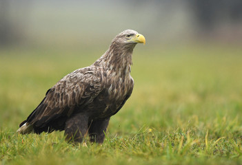 White tailed Eagle (Haliaeetus albicilla)