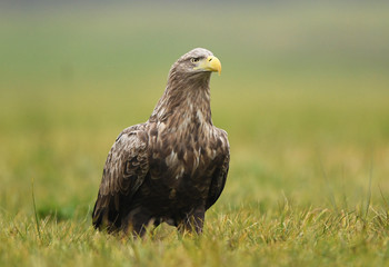 White tailed Eagle (Haliaeetus albicilla)