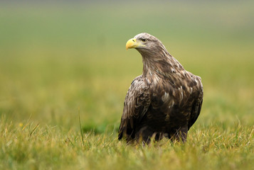 White tailed Eagle (Haliaeetus albicilla)