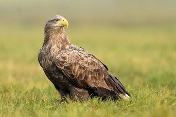 White tailed Eagle (Haliaeetus albicilla)