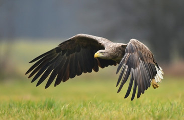 White tailed Eagle (Haliaeetus albicilla)