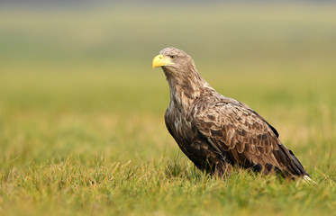 White tailed Eagle (Haliaeetus albicilla)