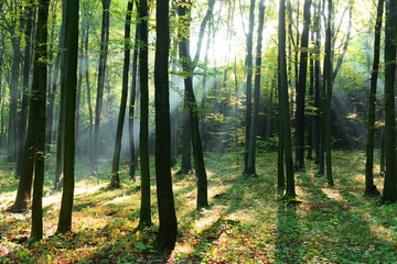 Forest landscape