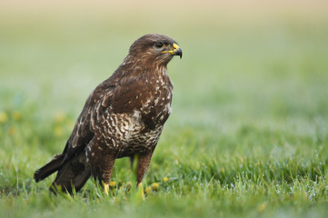 Common buzzard (Buteo buteo)