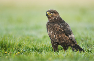 Common buzzard (Buteo buteo)