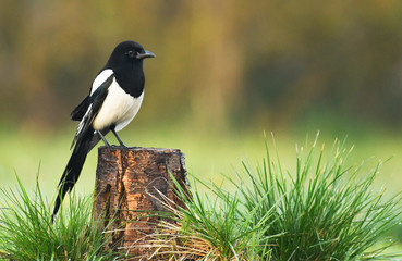 Magpie (Pica pica)