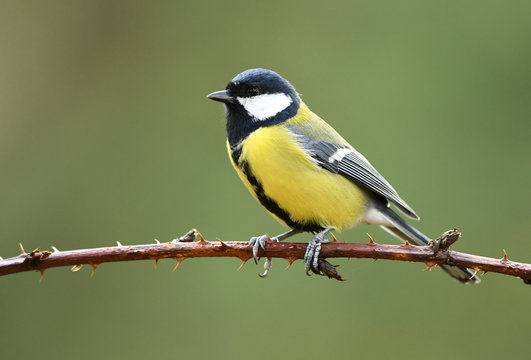 Great Tit (Parus Major)