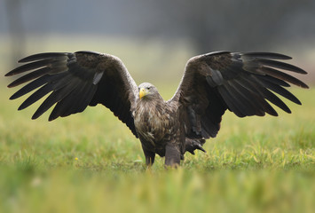 White tailed Eagle (Haliaeetus albicilla)