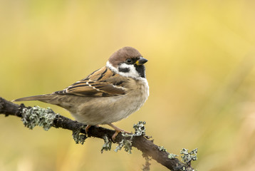 Tree sparrow (Passer montanus)