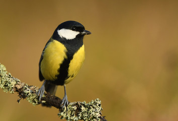 Obraz premium Great tit (Parus major)