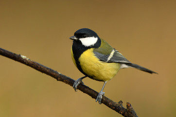 Obraz premium Great tit (Parus major)