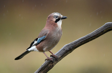 Eurasian Jay (Garrulus glandarius)