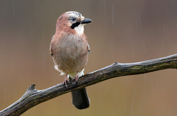 Eurasian Jay (Garrulus glandarius)