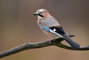 Eurasian Jay (Garrulus glandarius) © Piotr Krzeslak