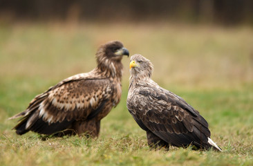 White tailed Eagle (Haliaeetus albicilla)
