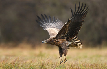 White tailed Eagle (Haliaeetus albicilla)