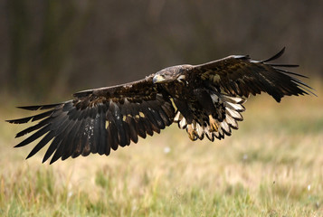 White tailed Eagle (Haliaeetus albicilla)