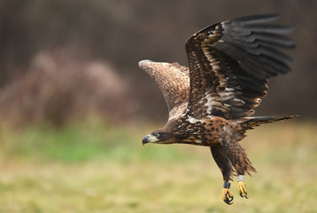 White tailed Eagle (Haliaeetus albicilla)