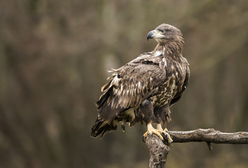 White tailed Eagle (Haliaeetus albicilla)