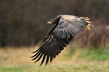 White tailed Eagle (Haliaeetus albicilla)