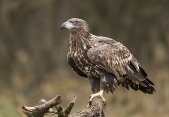 White tailed Eagle (Haliaeetus albicilla)