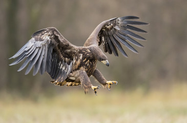 White tailed Eagle (Haliaeetus albicilla)