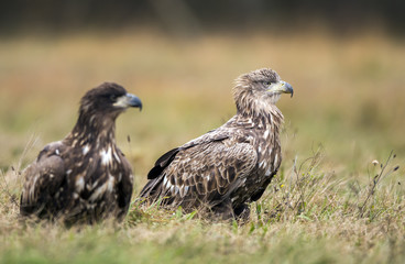 White tailed Eagle (Haliaeetus albicilla)