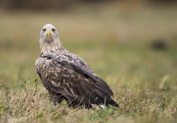 White tailed Eagle (Haliaeetus albicilla)