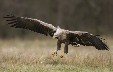 White tailed Eagle (Haliaeetus albicilla)