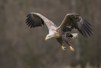 White tailed Eagle (Haliaeetus albicilla)