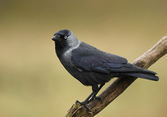 Jackdaw Crow (Corvus Monedula)