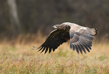 Obraz premium White tailed Eagle (Haliaeetus albicilla)