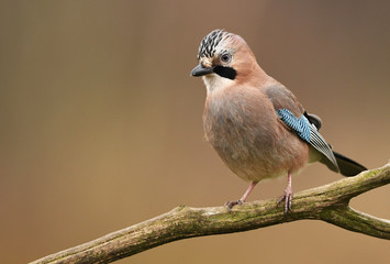 Eurasian Jay (Garrulus glandarius)