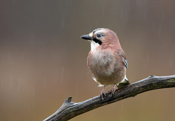 Eurasian Jay (Garrulus glandarius)