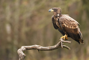 White tailed Eagle (Haliaeetus albicilla)