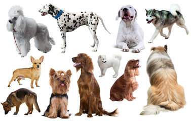 dog breed set