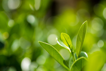 Green leaf bokeh background, Copy space concept. Soft focus