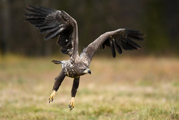 White tailed Eagle (Haliaeetus albicilla)