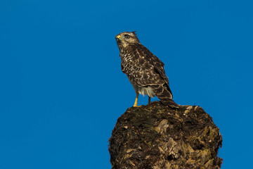 Baby hawke perched on tree