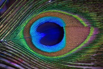 Obraz premium Peacock 01