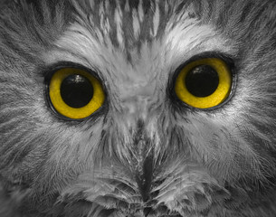 Owl Eyes - 181723499