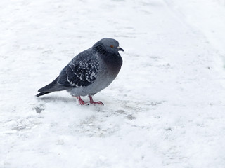 Dove in the snow.