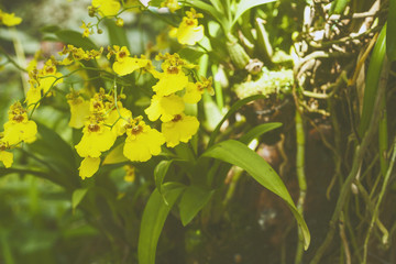Obraz premium Yellow orchid background / Background photo : film style photography