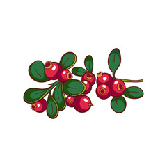 Cowberry Isolated On White