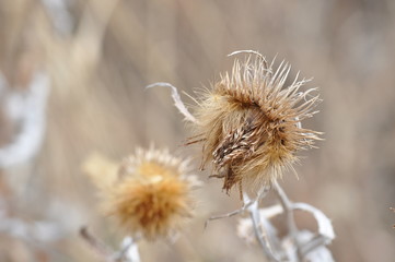 Nature of Kazakhstan