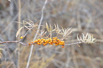 Nature of Kazakhstan 