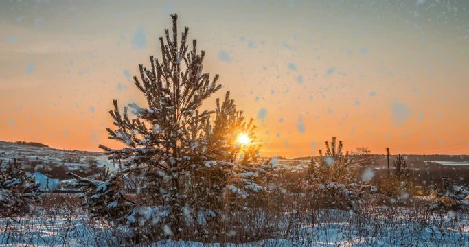 CINEMAGRAPH, 4k, falling snow in the winter forest, loop