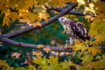 Redtail Hawk in a Fall Tree