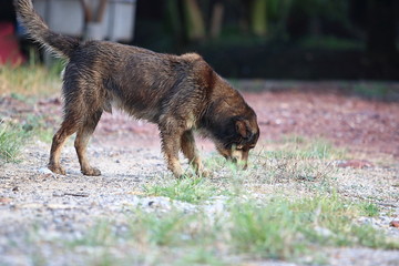 Side view of wet dog smelling on the ground at outside home.