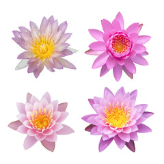 Mix of Sweet lotus flower on white background, with clipping path
